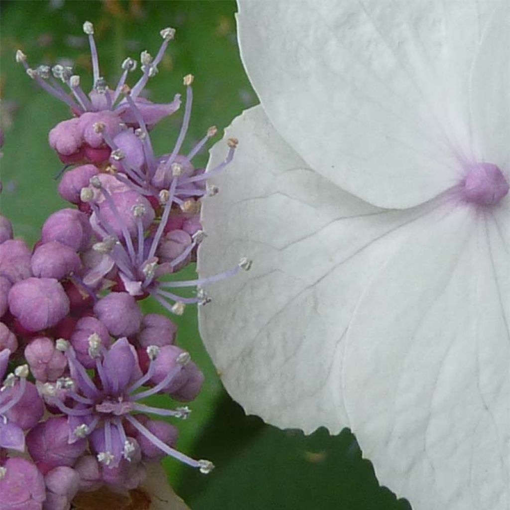 Hydrangea aspera Macrophylla - Ortensia