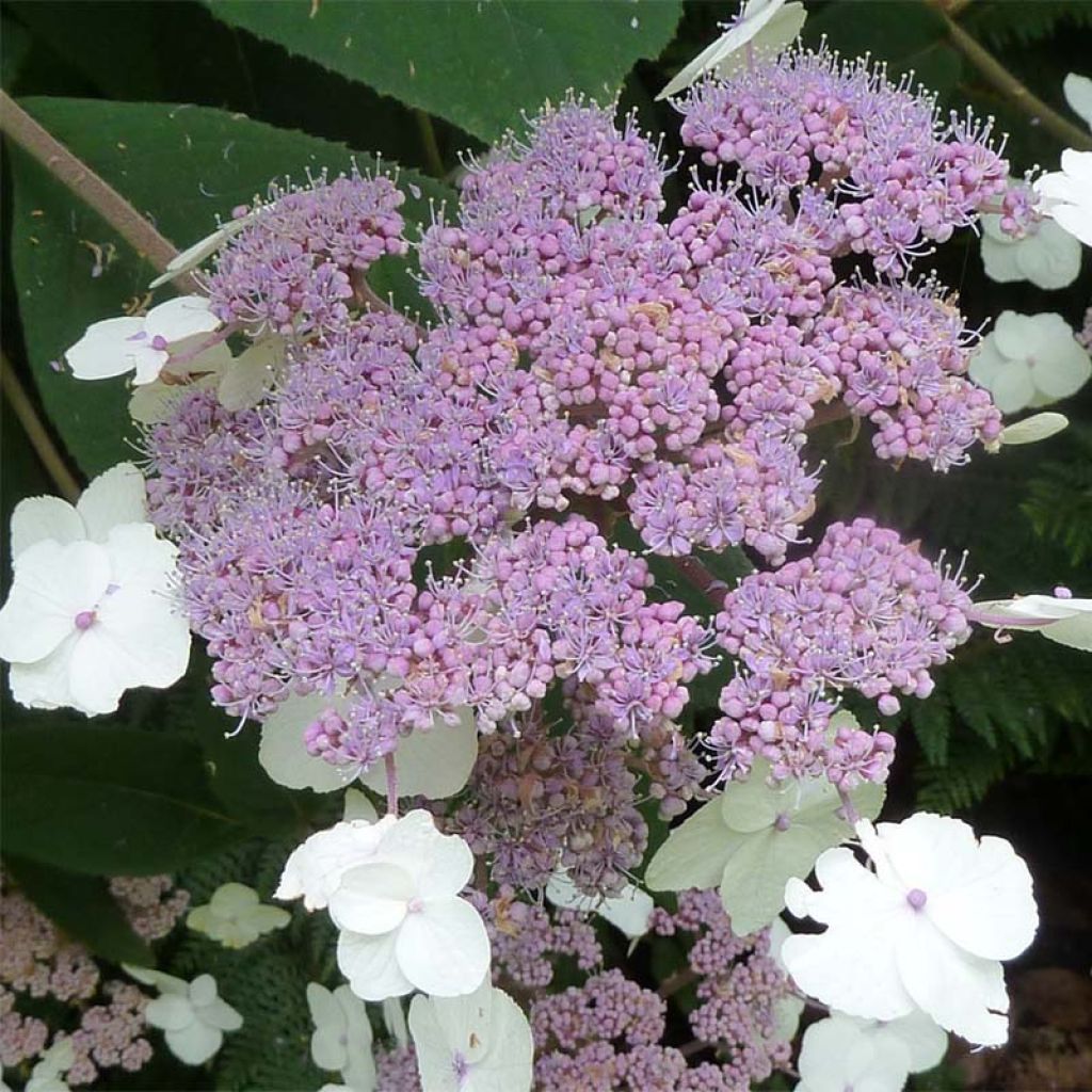 Hydrangea aspera Macrophylla - Ortensia