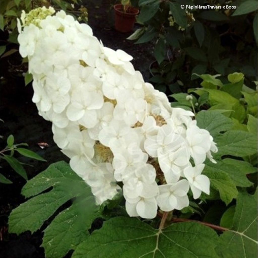 Hydrangea quercifolia Amethyst - Ortensia a foglie di quercia