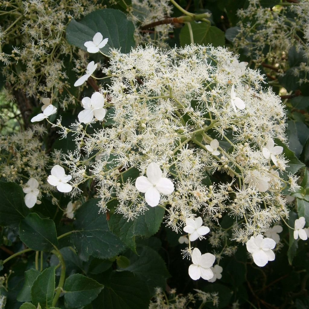 Hydrangea anomala subsp. petiolaris - Ortensia rampicante