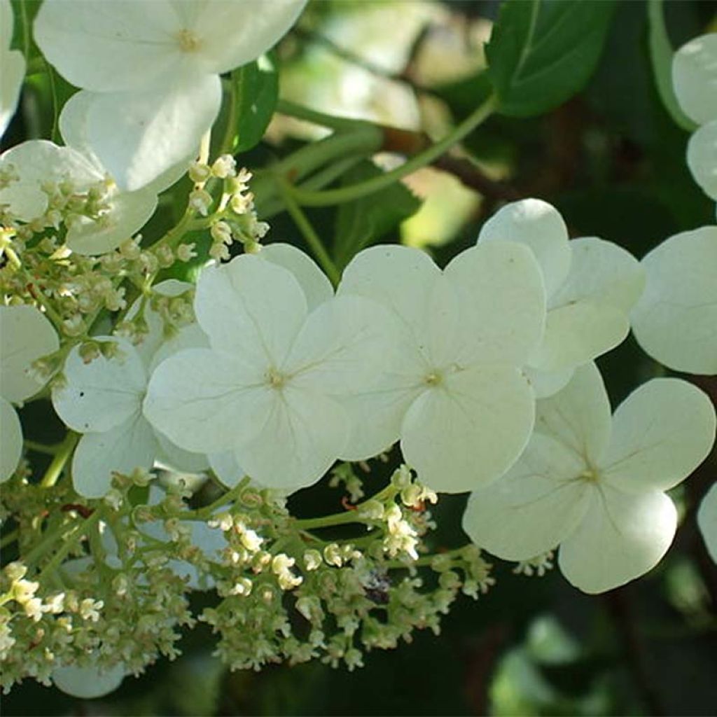 Hydrangea anomala subsp. petiolaris - Ortensia rampicante