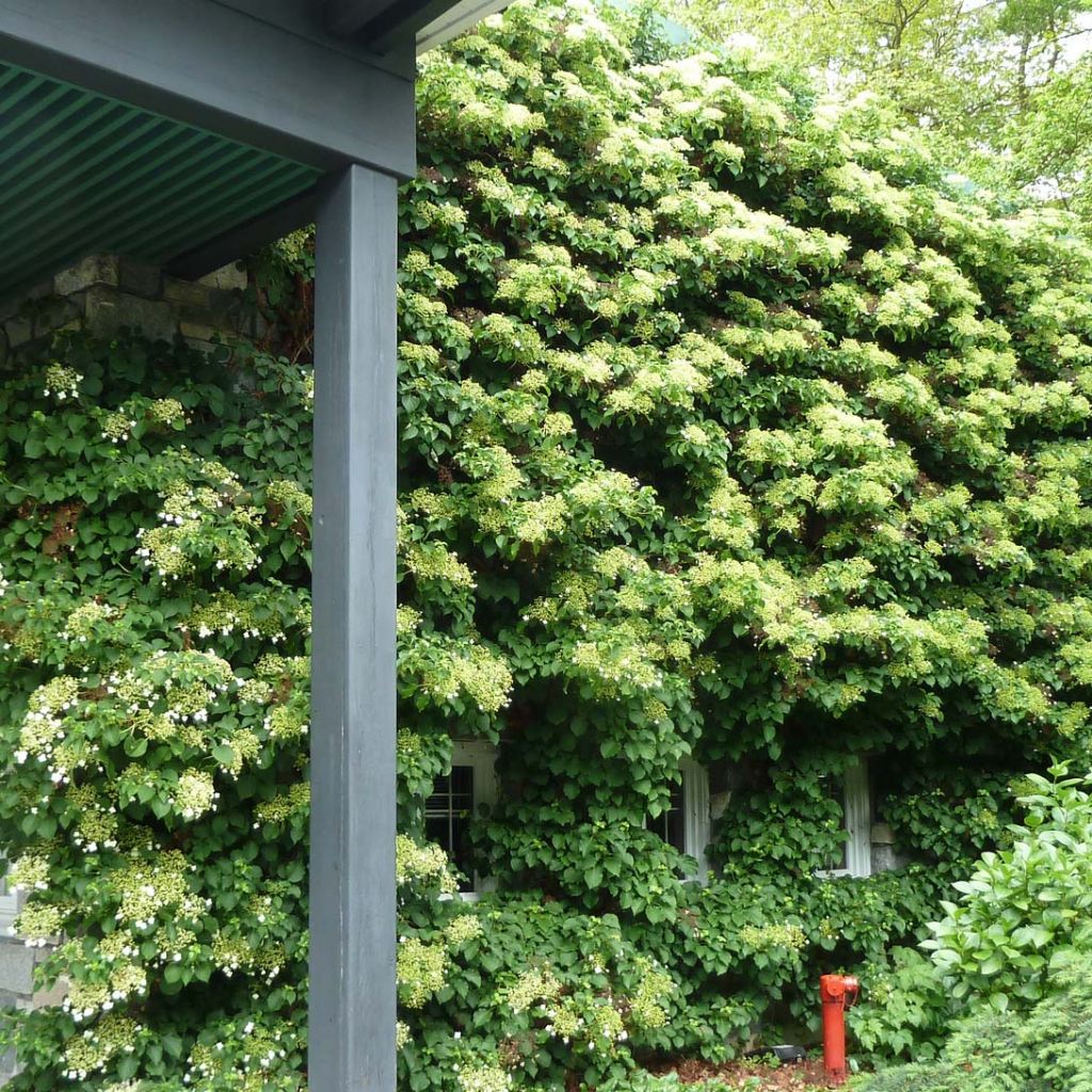 Hydrangea anomala subsp. petiolaris - Ortensia rampicante