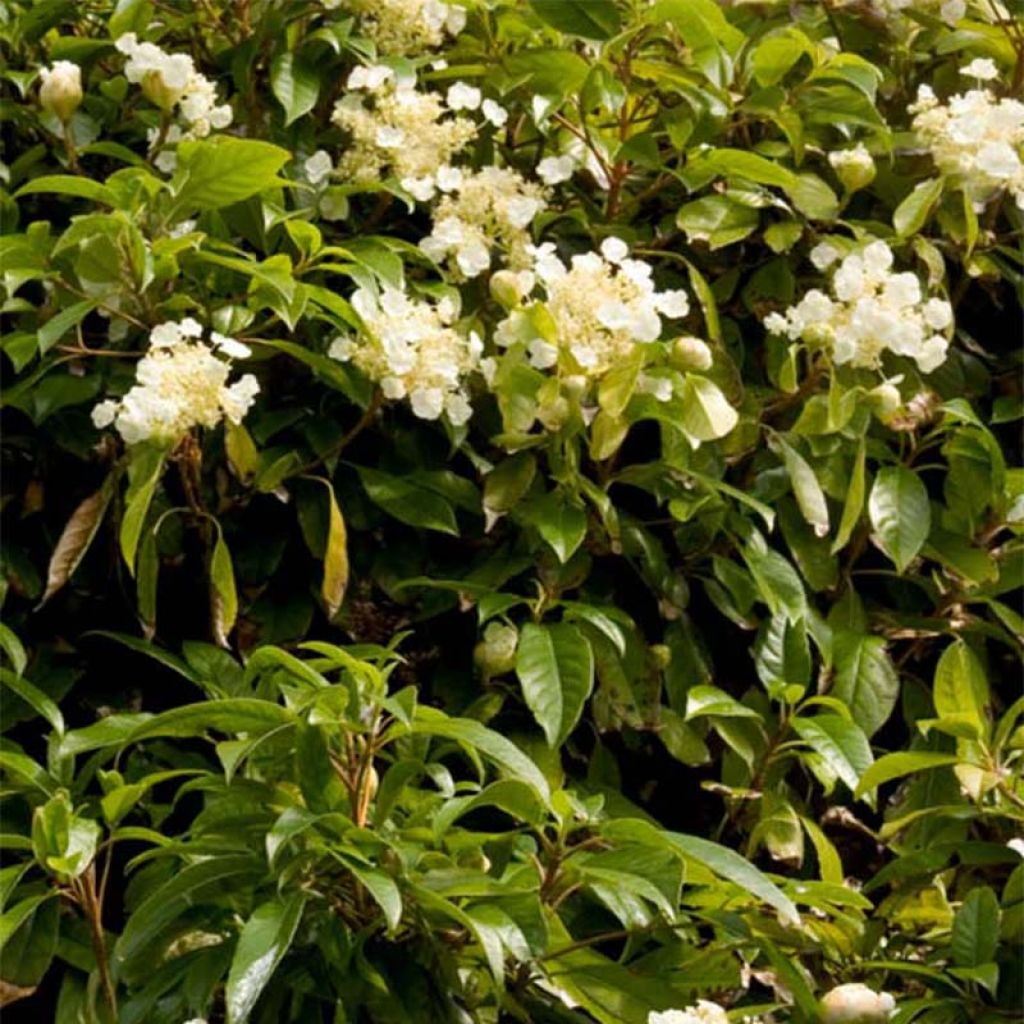 Hydrangea seemanii - Ortensia rampicante