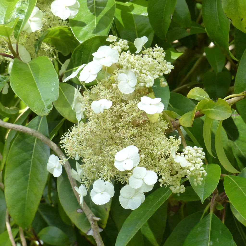 Hydrangea seemanii - Ortensia rampicante