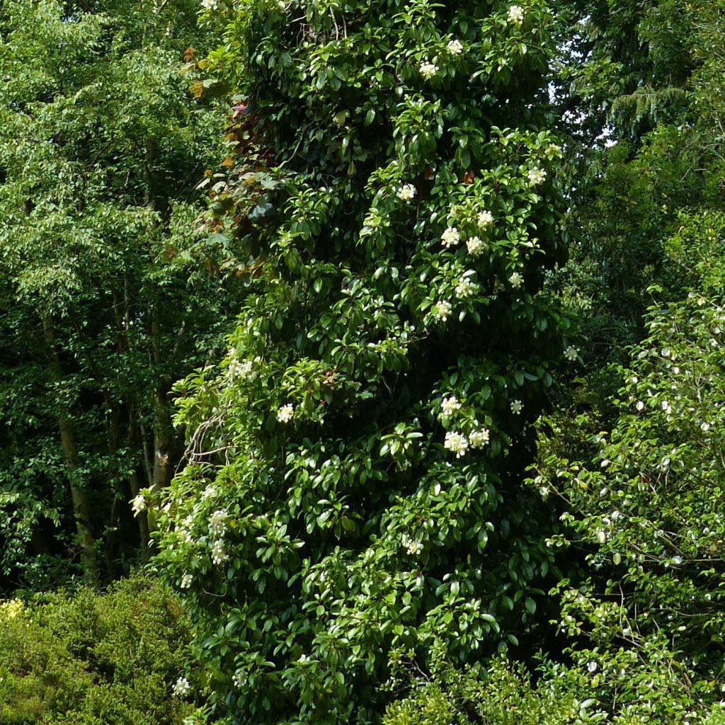 Hydrangea seemanii - Ortensia rampicante