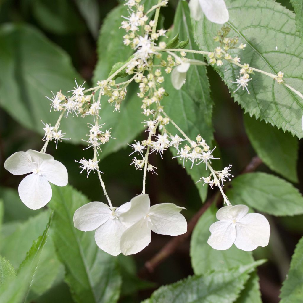 Hydrangea heteromalla - Ortensia