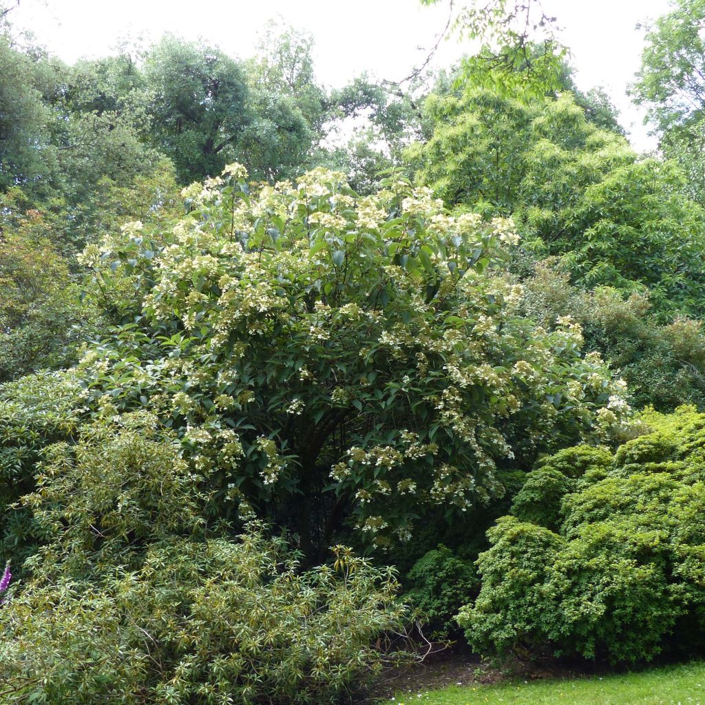 Hydrangea heteromalla - Ortensia