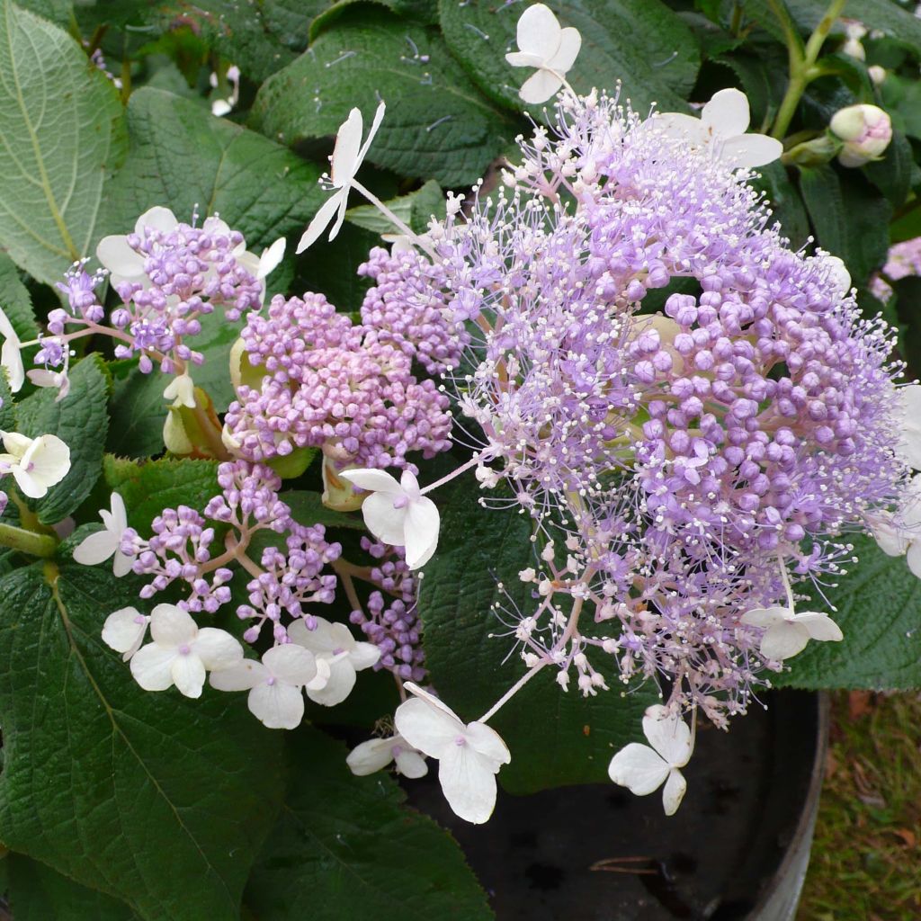 Hydrangea involucrata Late Love - Ortensia