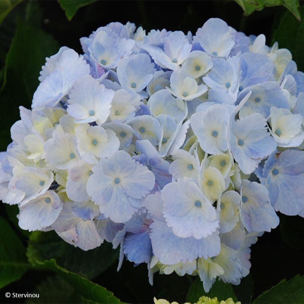 Hydrangea macrophylla Amethyst - Ortensia