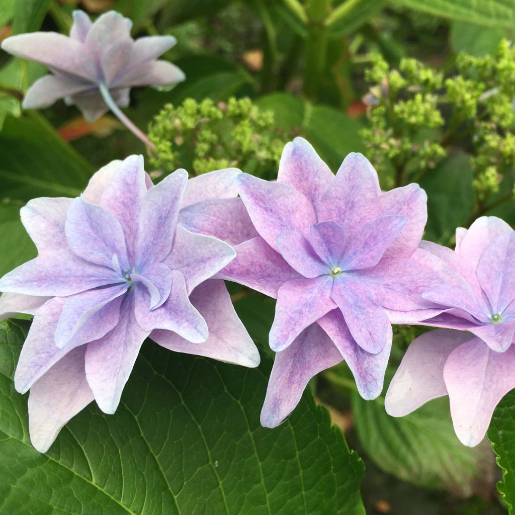 Hydrangea macrophylla Hovaria Elleair Anniversary - Ortensia