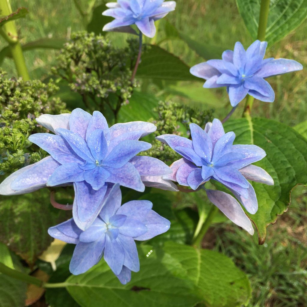 Hydrangea macrophylla Hovaria Elleair Anniversary - Ortensia