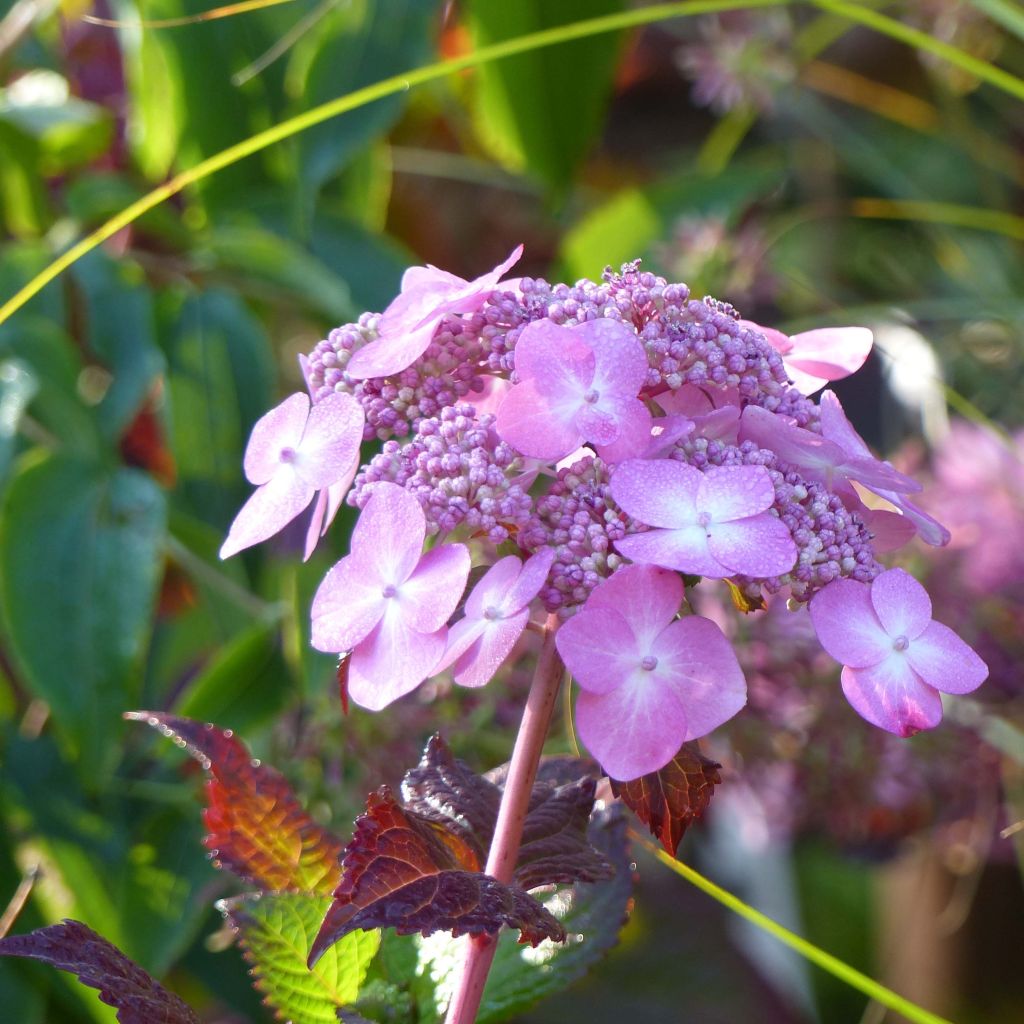 Hydrangea macrophylla Endless Summer Twist and Shout - Ortensia