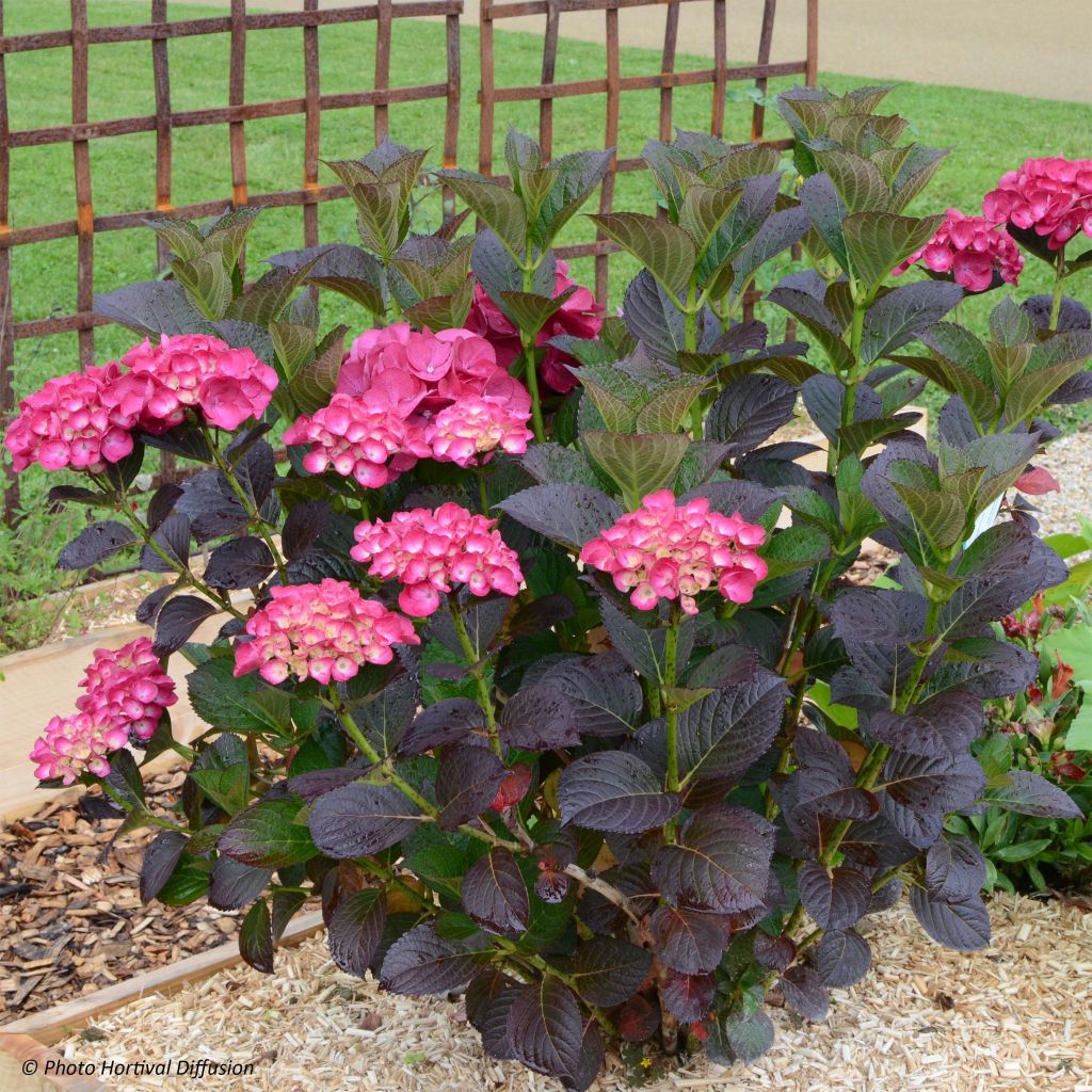 Hydrangea macrophylla Julisa - Ortensia