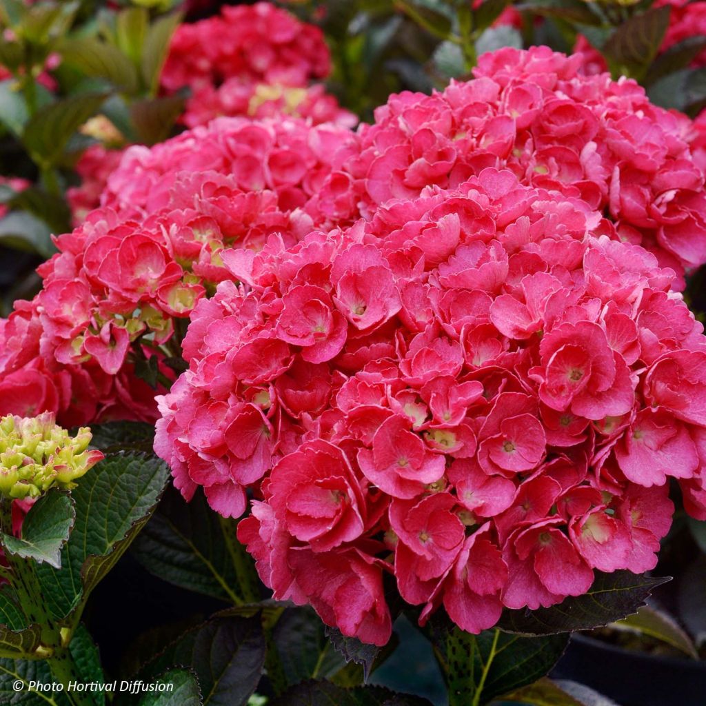 Hydrangea macrophylla Julisa - Ortensia