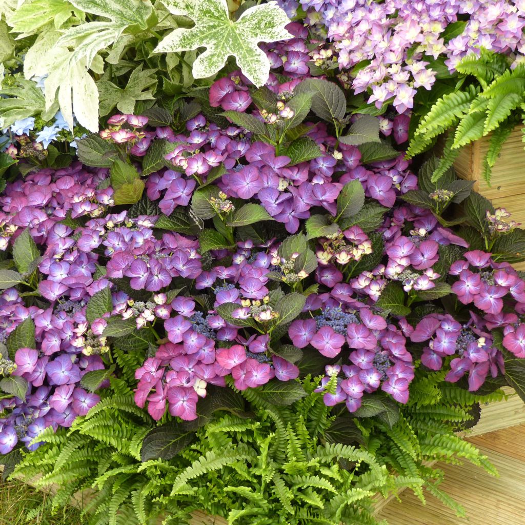 Hydrangea macrophylla Kardinal Violet - Ortensia