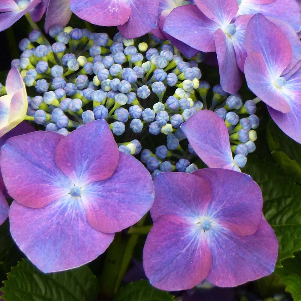 Hydrangea macrophylla Kardinal Violet - Ortensia