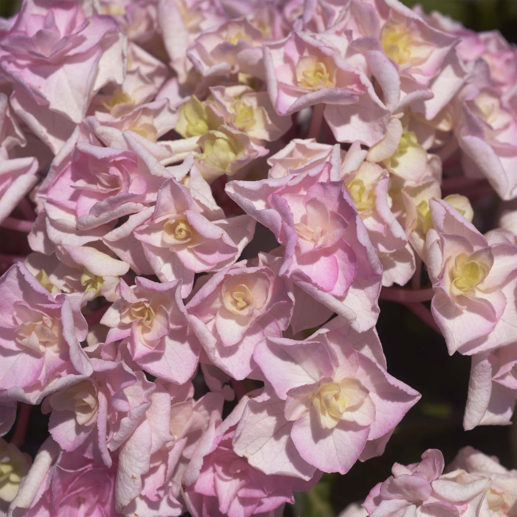 Hydrangea macrophylla Kazan - Ortensia