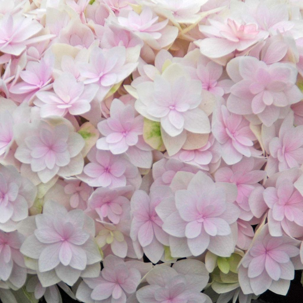 Hydrangea macrophylla Kazan - Ortensia