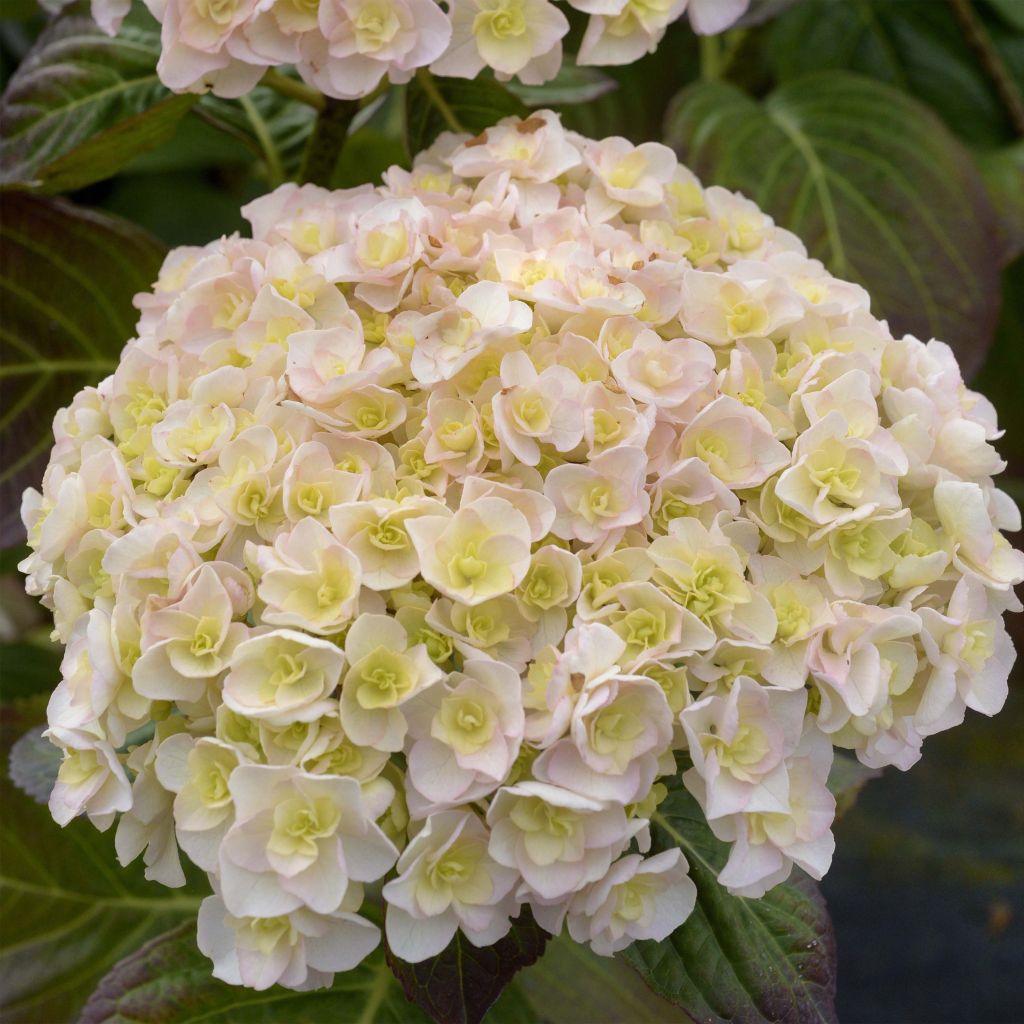 Hydrangea macrophylla Kazan - Ortensia