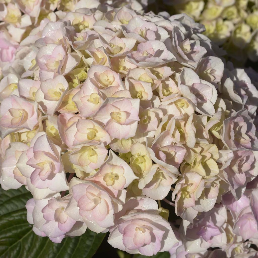 Hydrangea macrophylla Kazan - Ortensia