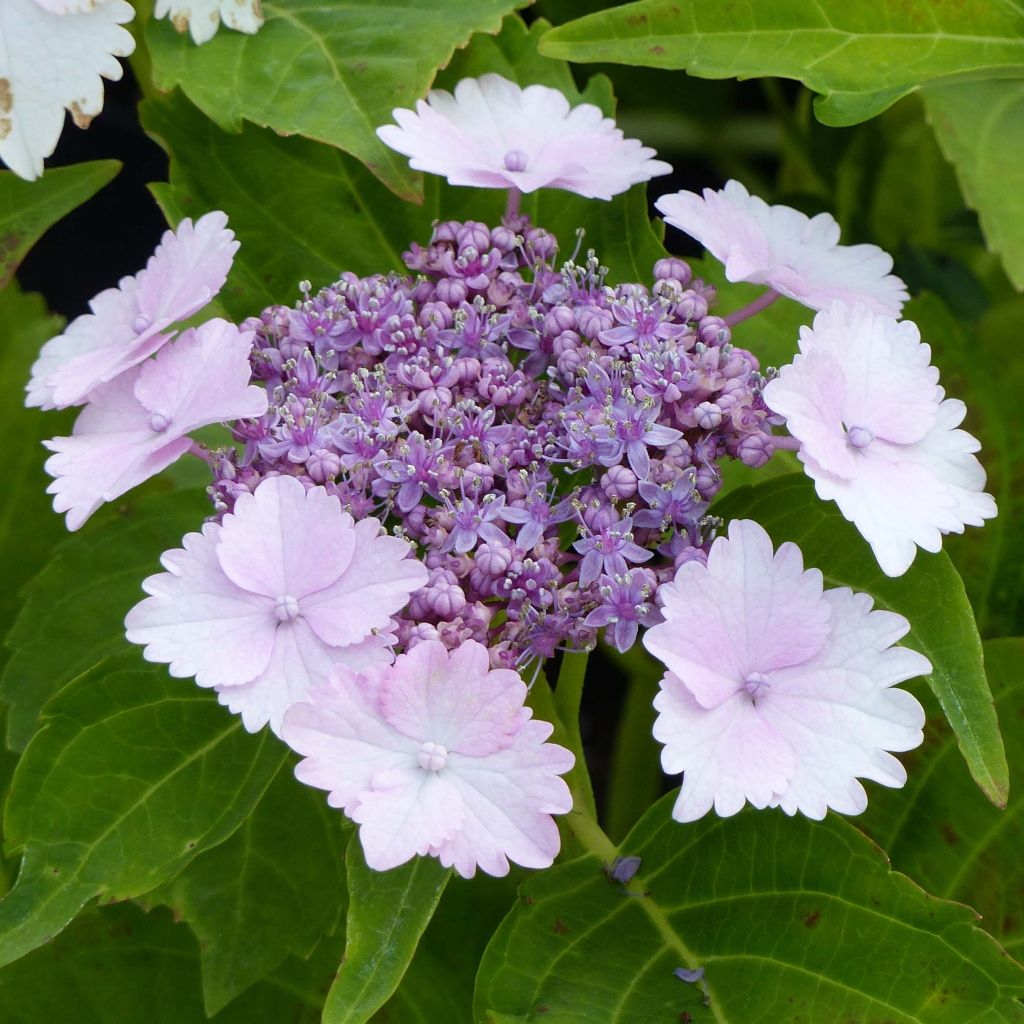 Hydrangea macrophylla Koria - Ortensia