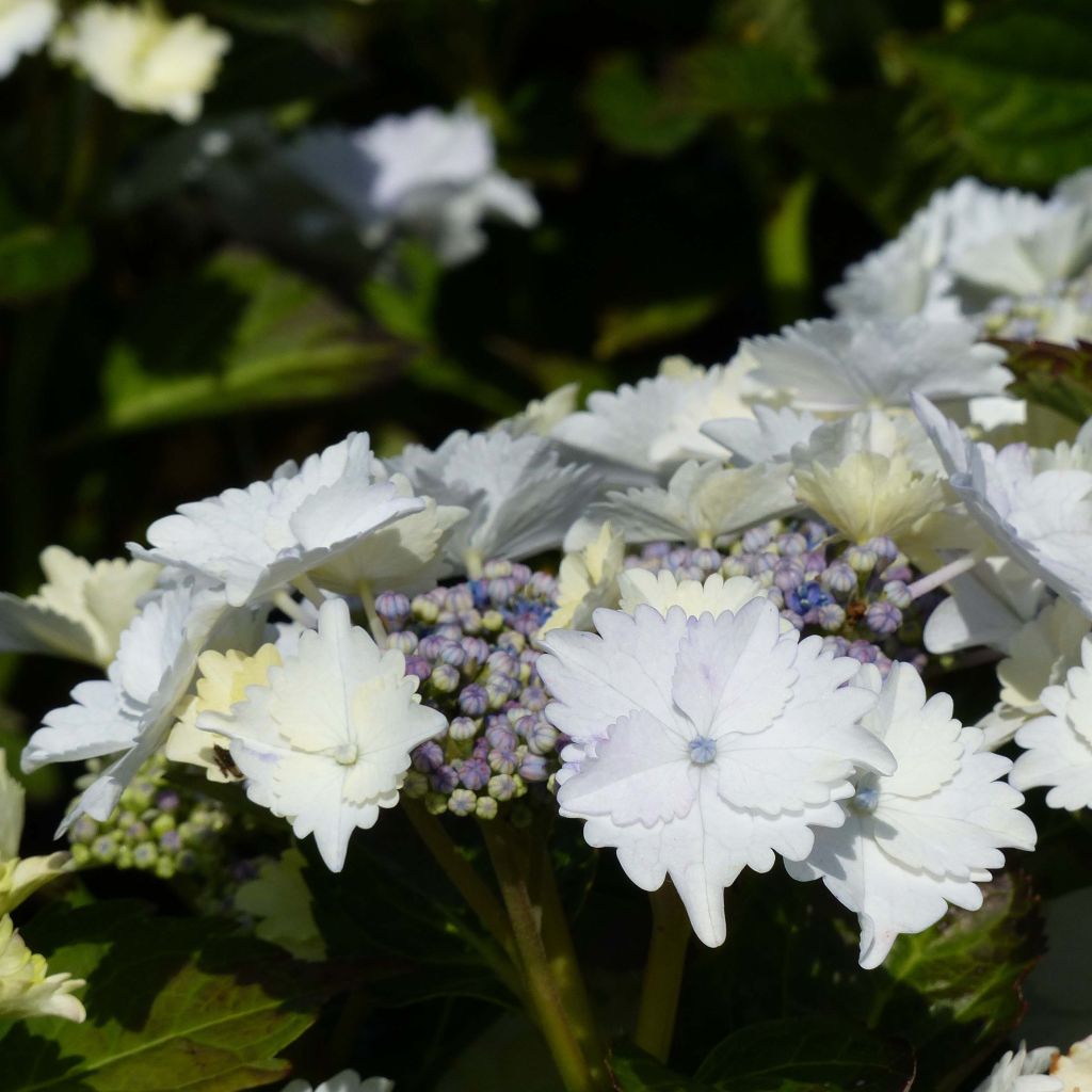 Hydrangea macrophylla Koria - Ortensia