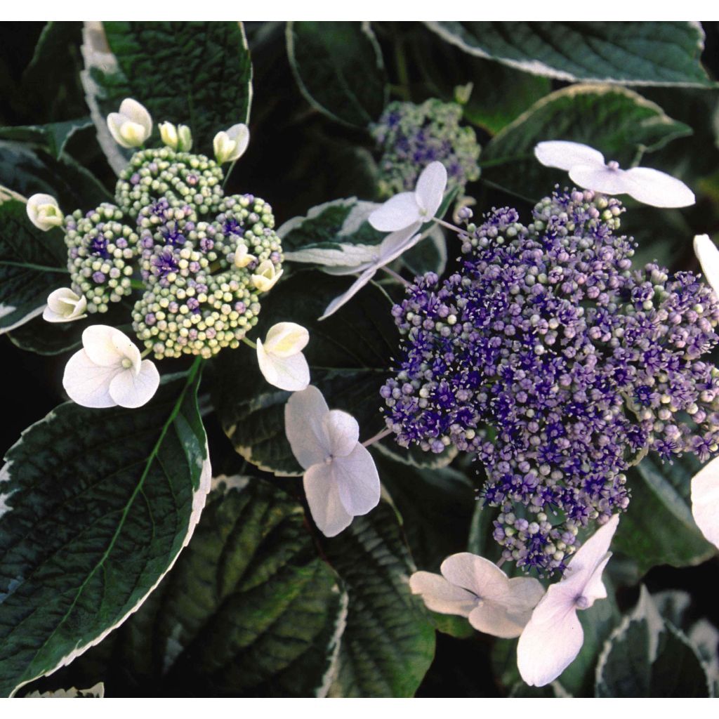 Hydrangea macrophylla Light'o'Day - Ortensia