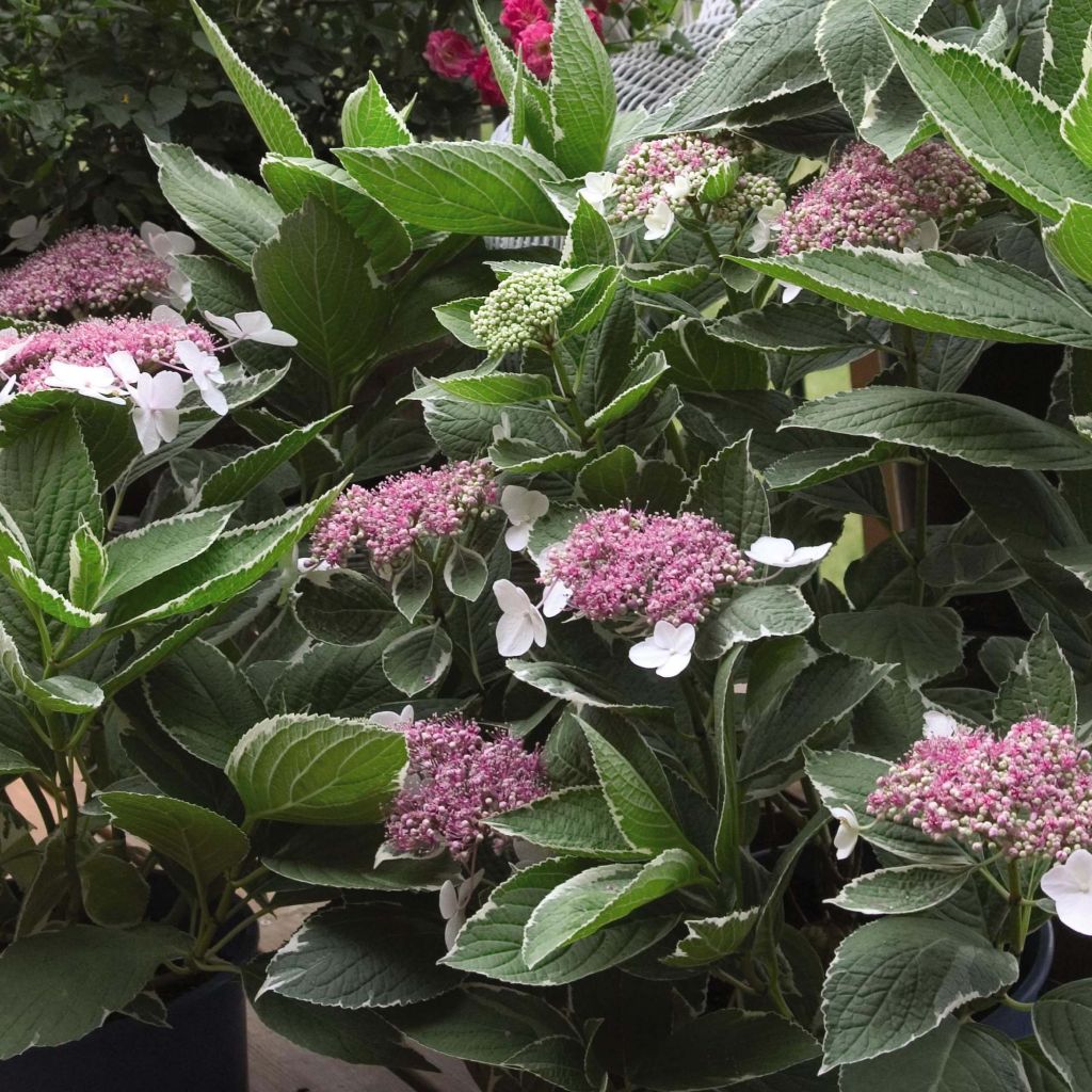 Hydrangea macrophylla Light'o'Day - Ortensia