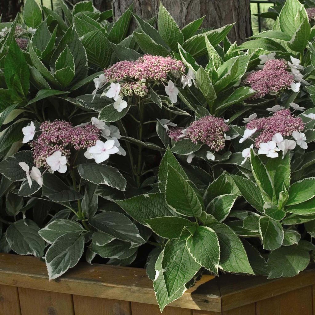 Hydrangea macrophylla Light'o'Day - Ortensia