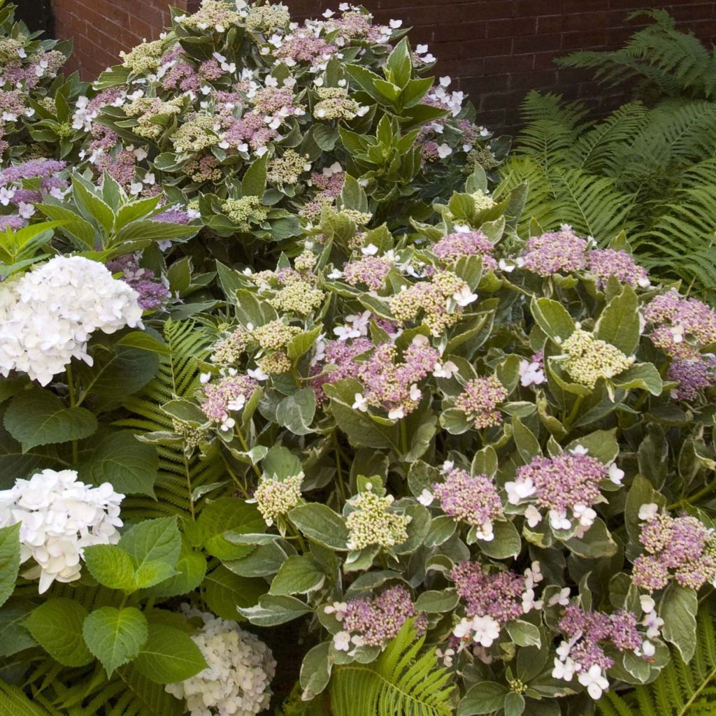 Hydrangea macrophylla Light'o'Day - Ortensia