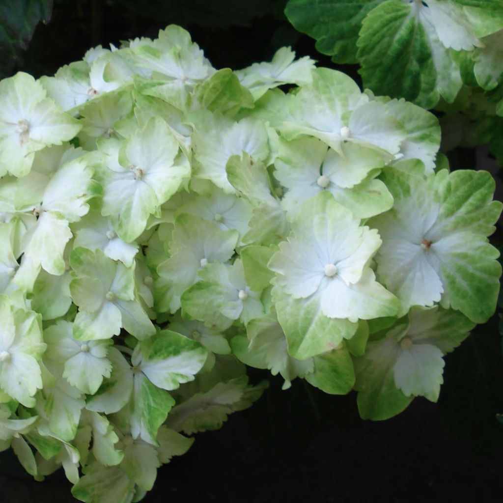 Hydrangea macrophylla Magical Jade - Ortensia