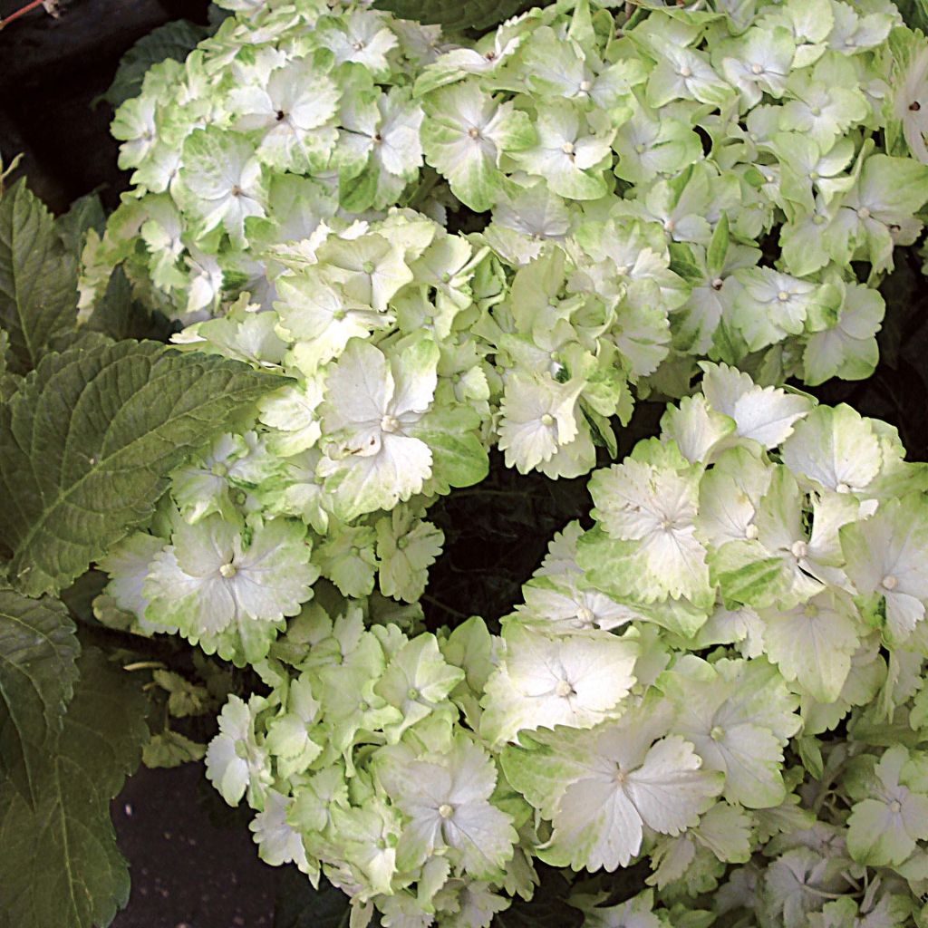 Hydrangea macrophylla Magical Jade - Ortensia