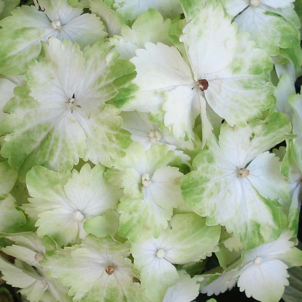 Hydrangea macrophylla Magical Jade - Ortensia