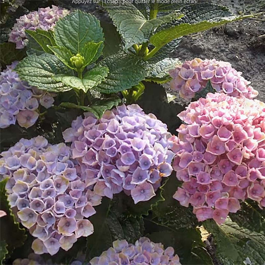 Hydrangea macrophylla Magical Revolution Bleu - Ortensia