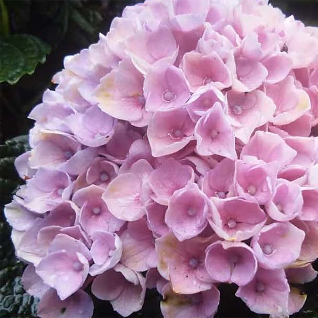 Hydrangea macrophylla Magical Revolution Rose - Ortensia