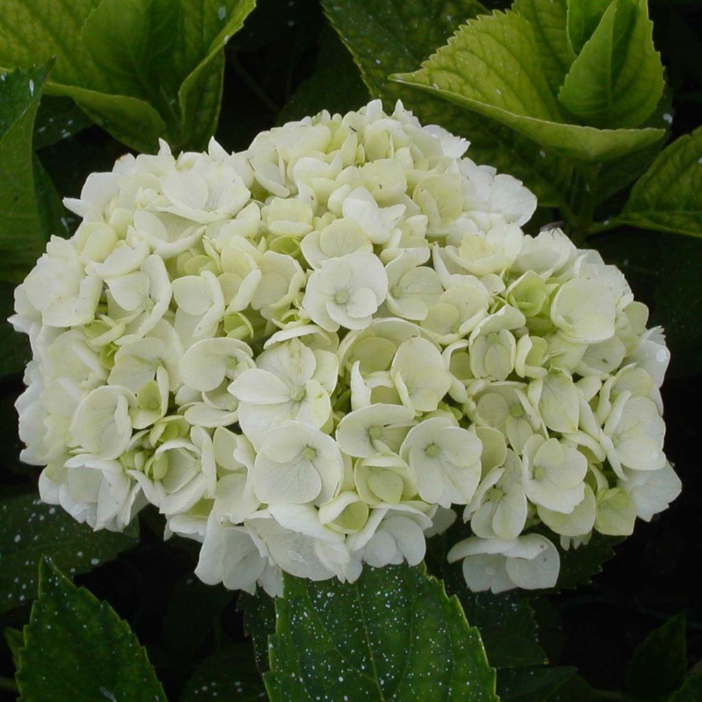 Hydrangea macrophylla Mme Emile Mouillière - Ortensia