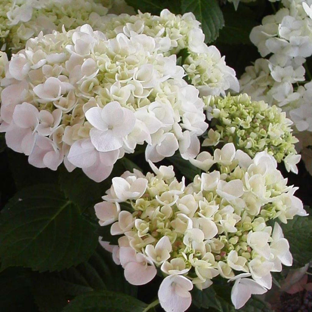 Hydrangea macrophylla Mme Emile Mouillière - Ortensia