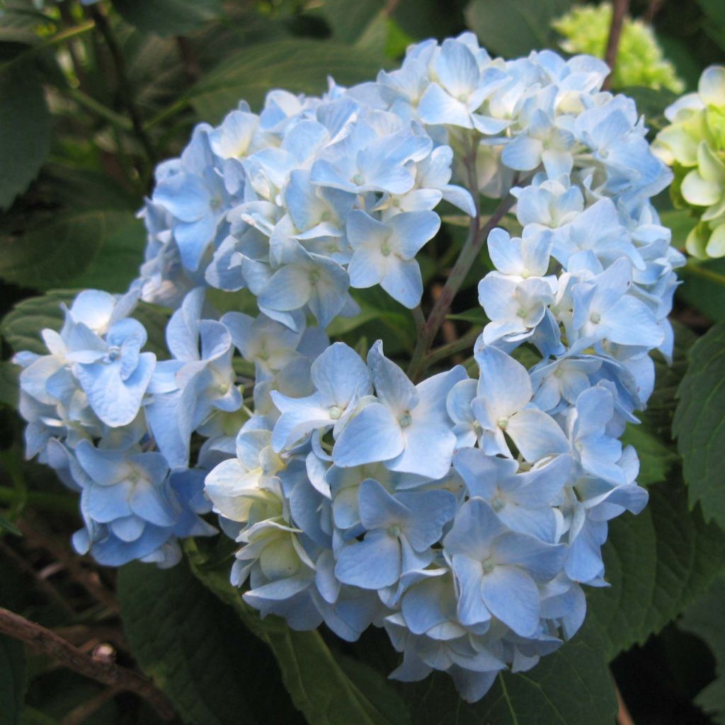 Hydrangea macrophylla Nikko Blue - Ortensia