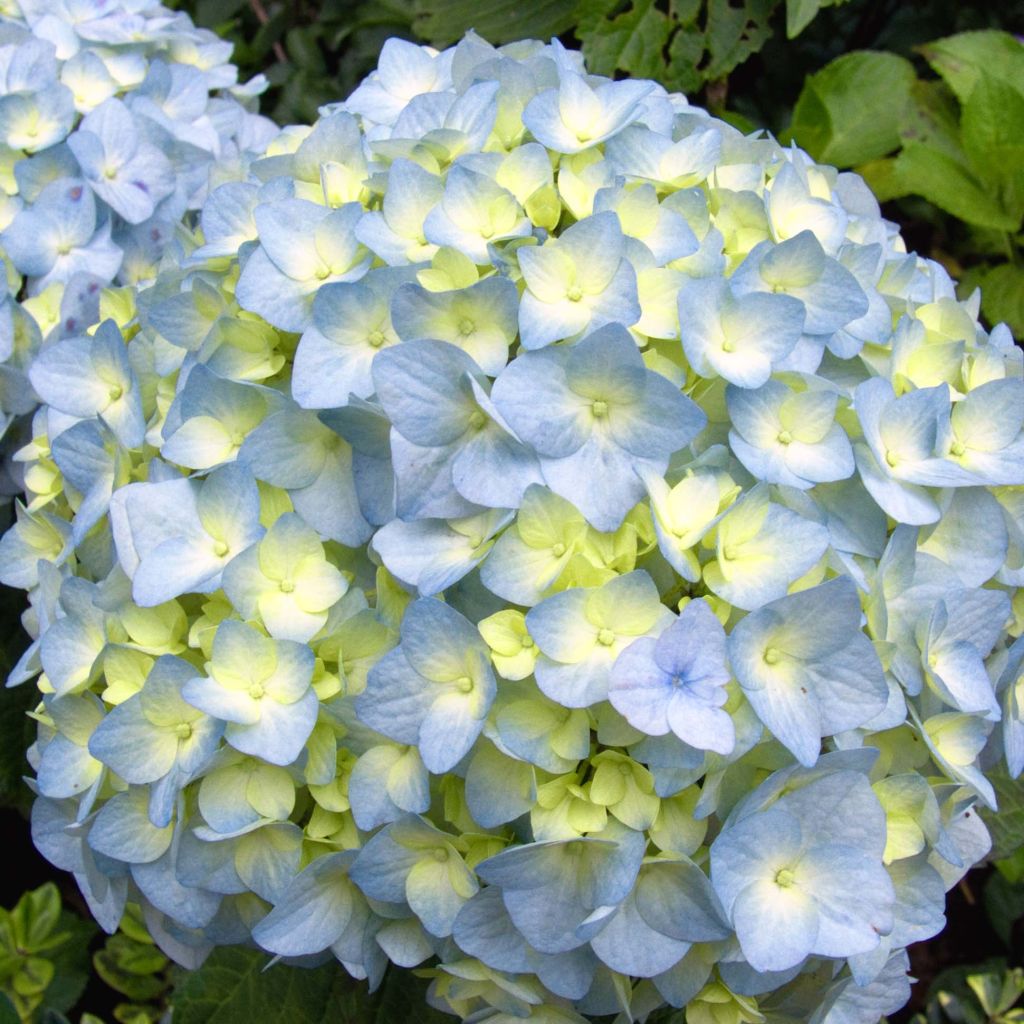 Hydrangea macrophylla Nikko Blue - Ortensia