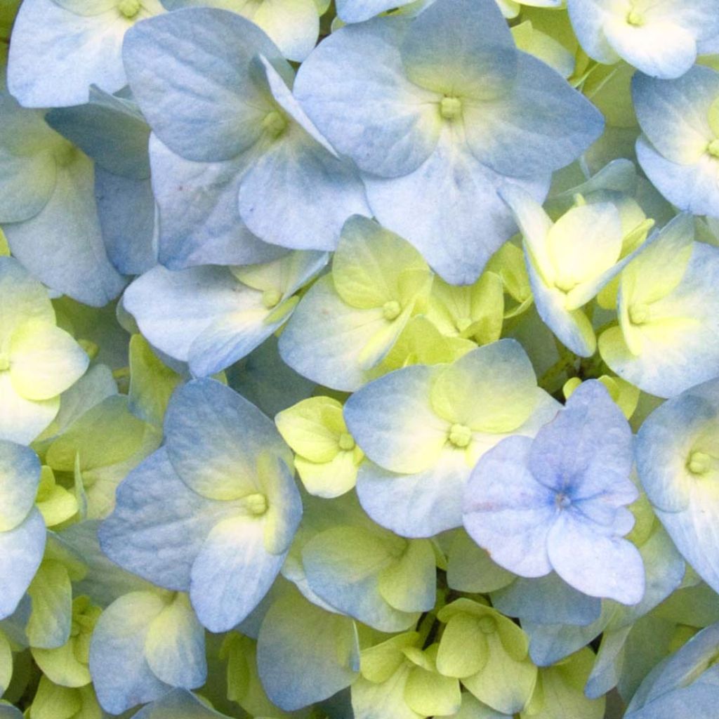 Hydrangea macrophylla Nikko Blue - Ortensia