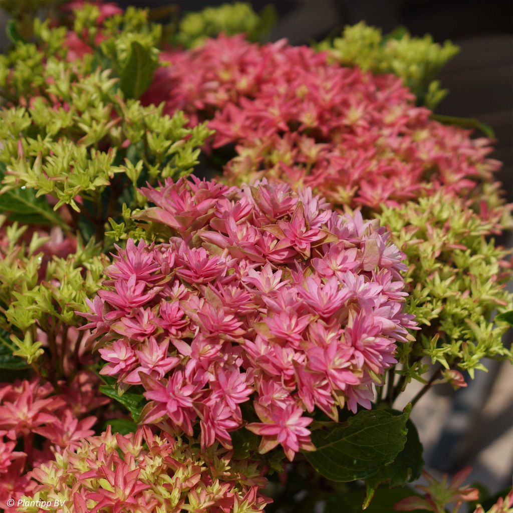 Hydrangea macrophylla Princess Diana - Ortensia