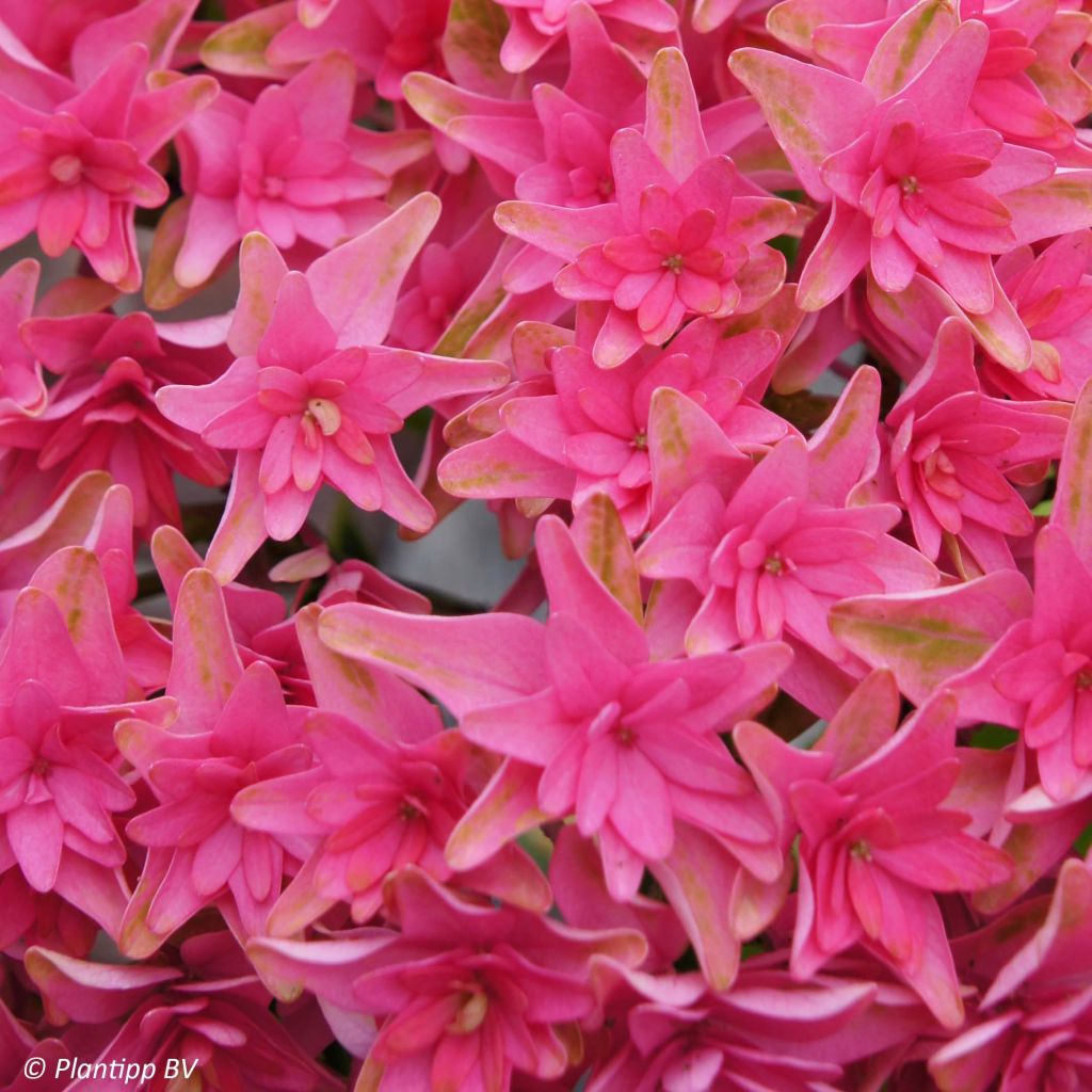 Hydrangea macrophylla Princess Diana - Ortensia