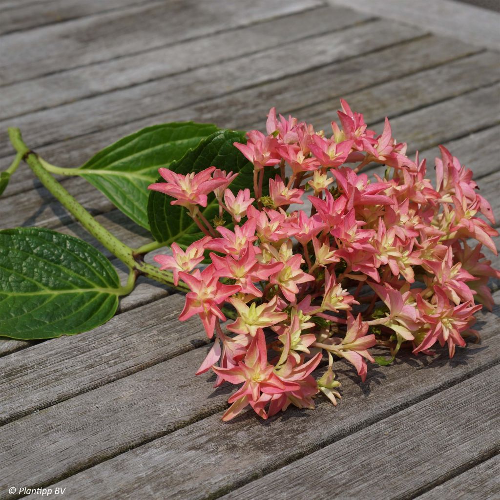 Hydrangea macrophylla Princess Diana - Ortensia