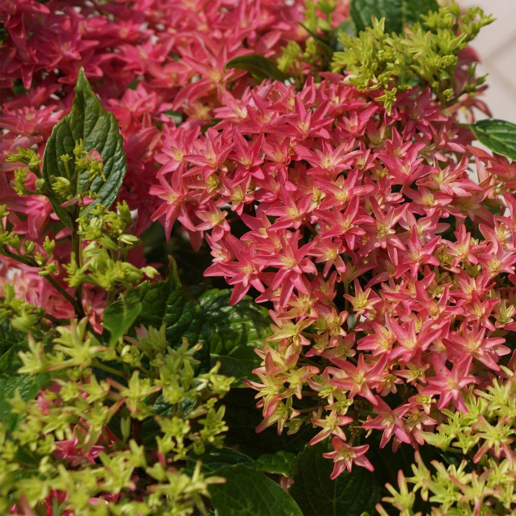 Hydrangea macrophylla Princess Diana - Ortensia