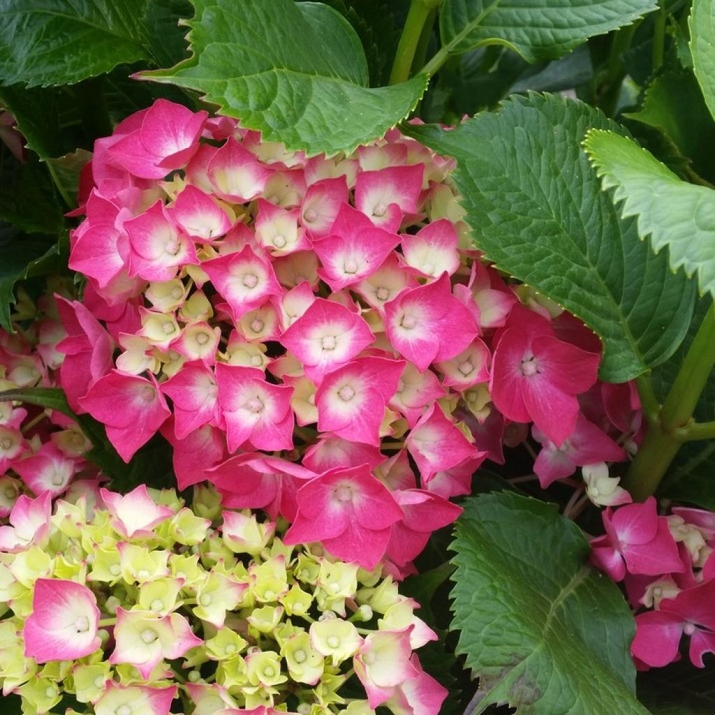 Hydrangea macrophylla Baron Rouge - Ortensia