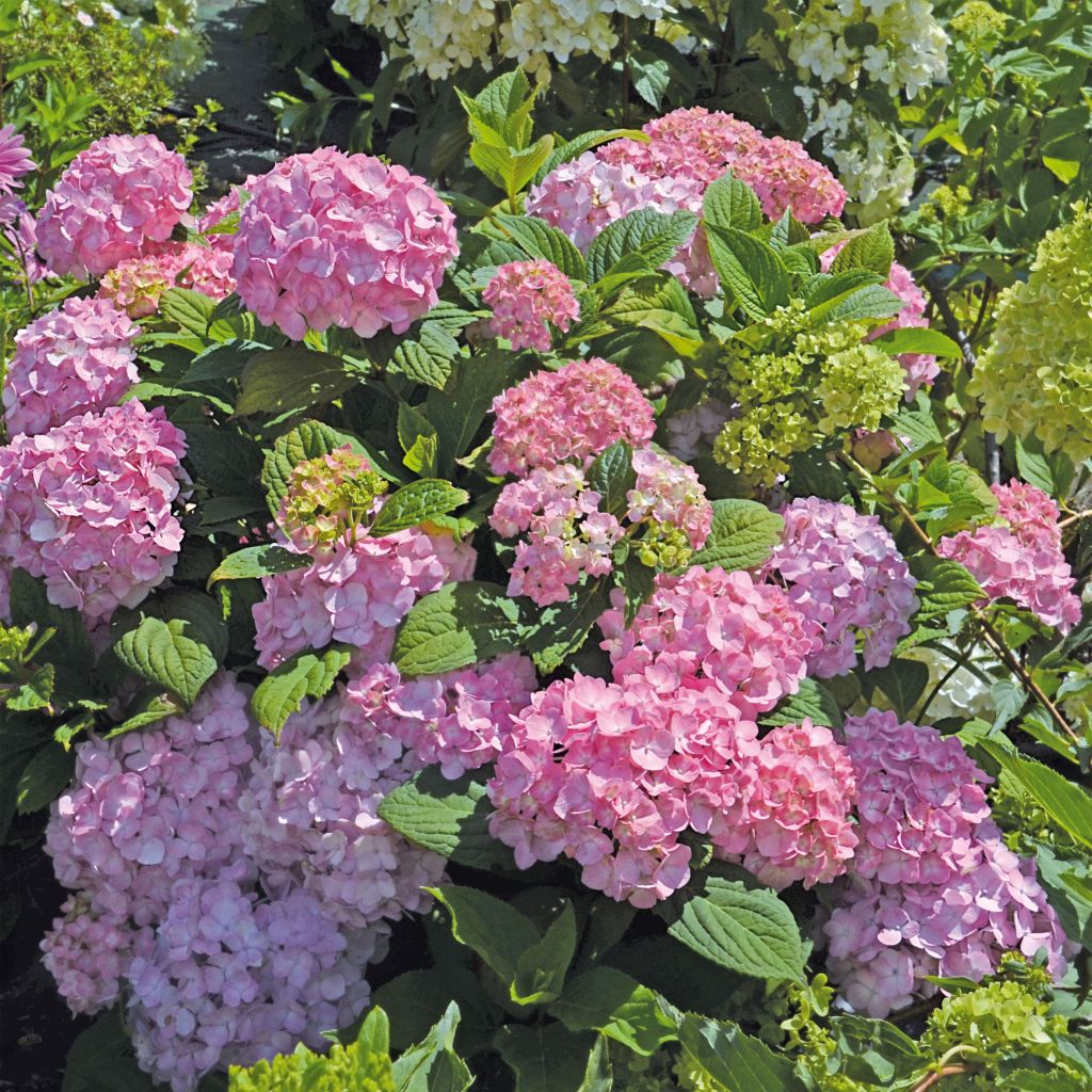 Hydrangea macrophylla So Long Rosy - Ortensia