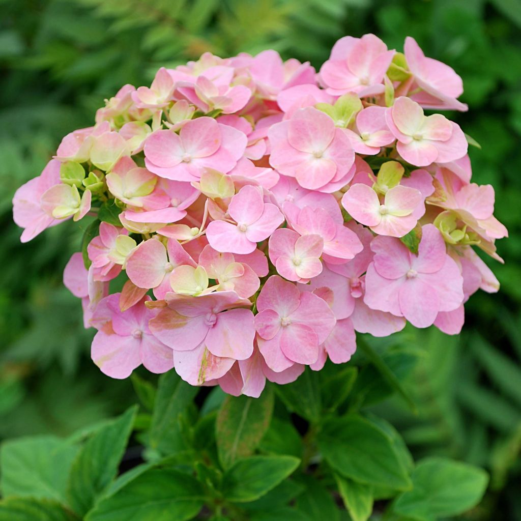 Hydrangea macrophylla So Long Rosy - Ortensia