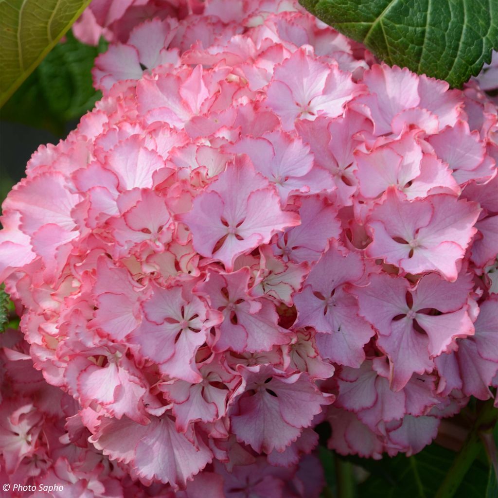 Hydrangea macrophylla So Long Sunny - Ortensia