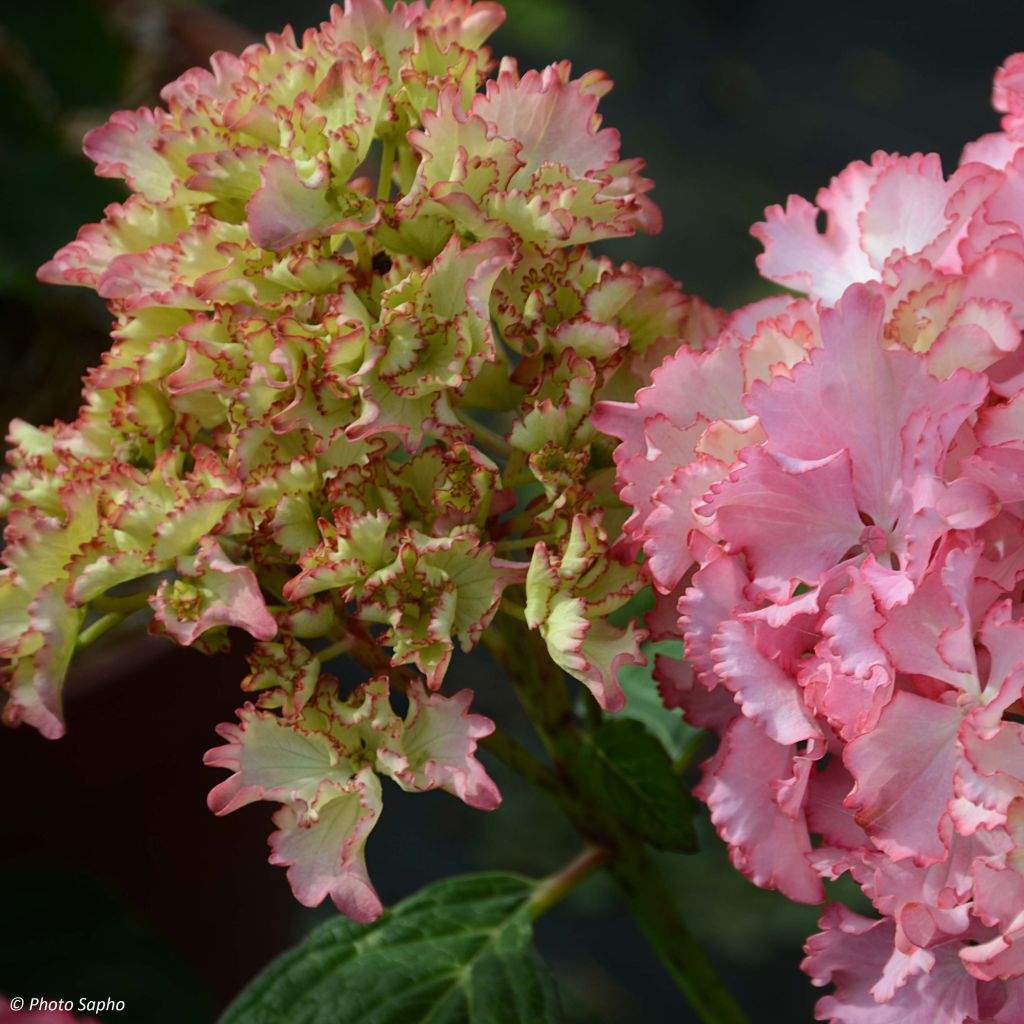 Hydrangea macrophylla So Long Sunny - Ortensia