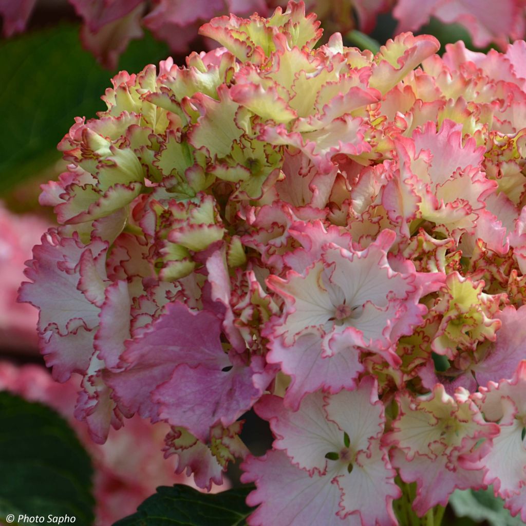 Hydrangea macrophylla So Long Sunny - Ortensia